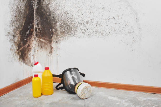 Best Local Mold Removal Service  in Ixonia, WI