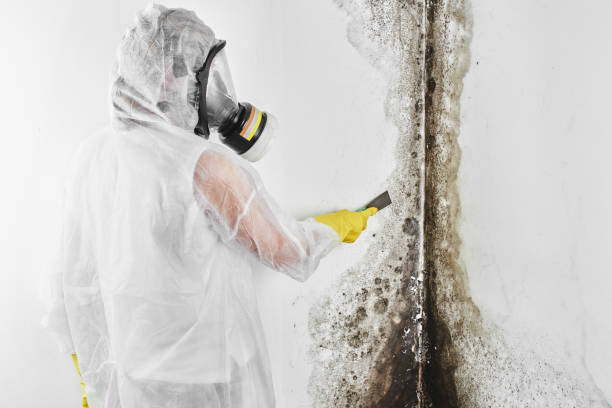 Best Mold Testing and Removal  in Ixonia, WI