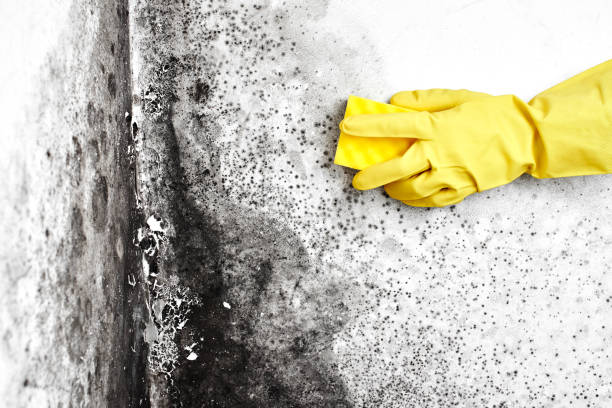 Best Black Mold Removal  in Ixonia, WI