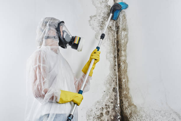 Best Fast Mold Removal  in Ixonia, WI