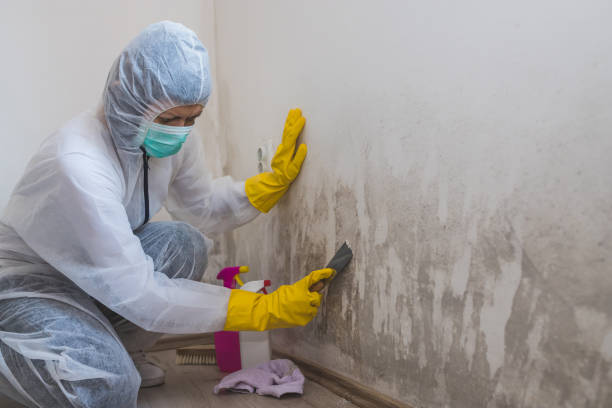 Best Mold Remediation Services  in Ixonia, WI