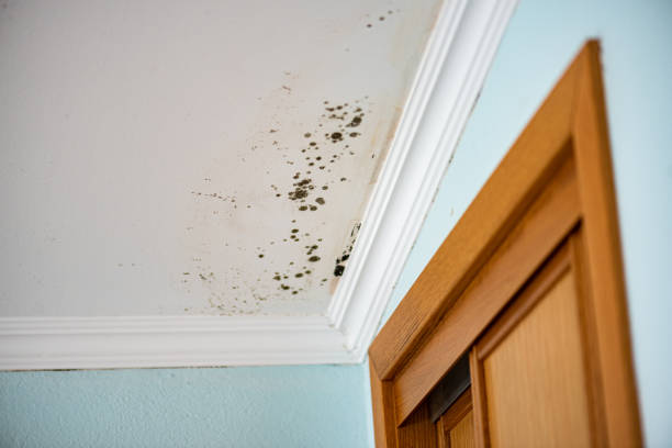 Best Mold Damage Repair  in Ixonia, WI