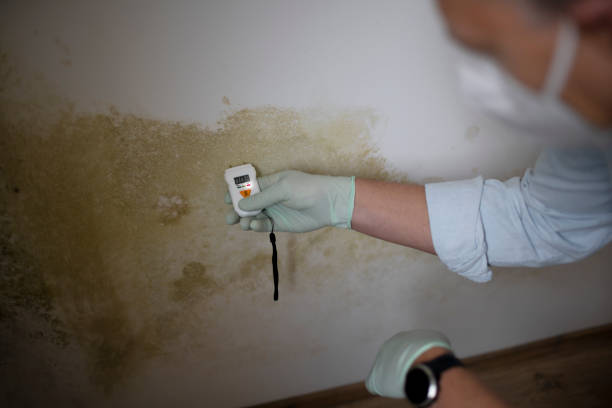 Best Same-Day Mold Removal  in Ixonia, WI
