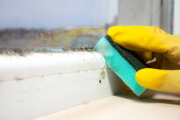 Best Mold Remediation Services  in Ixonia, WI