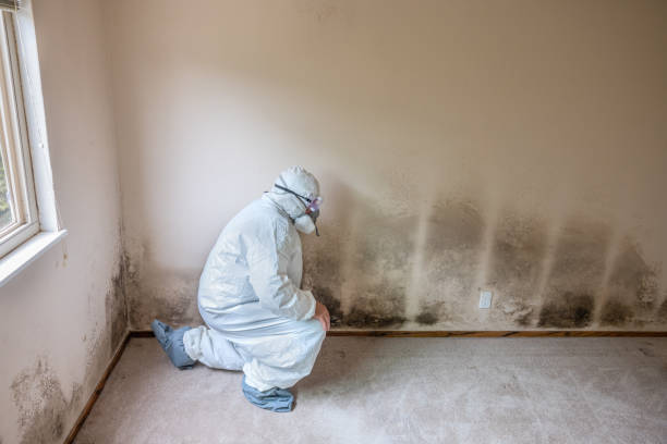 Best Black Mold Removal  in Ixonia, WI