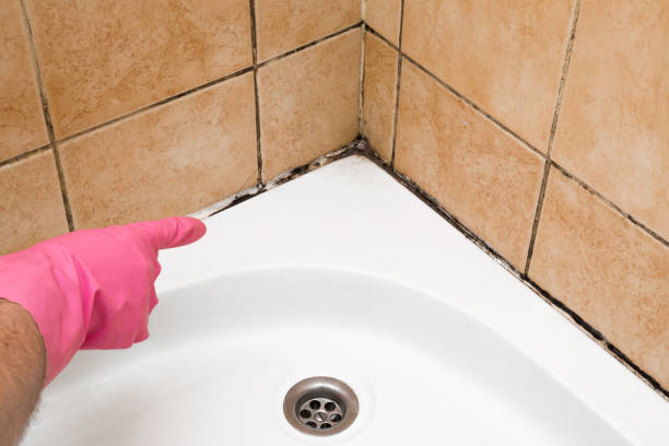 Best Commercial Mold Removal  in Ixonia, WI