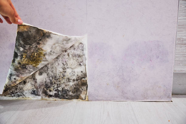 Best Local Mold Removal Service  in Ixonia, WI